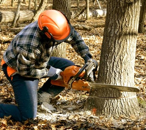 Tree Removal in Red Bluff, CA